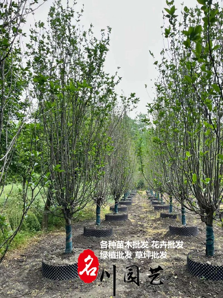 地径10~12公分西府海棠批发_西府海棠基地_郫县绿化苗木批发基地