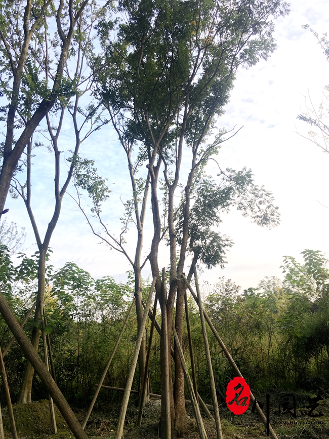 黄连木高9米 冠6米 米径25公分