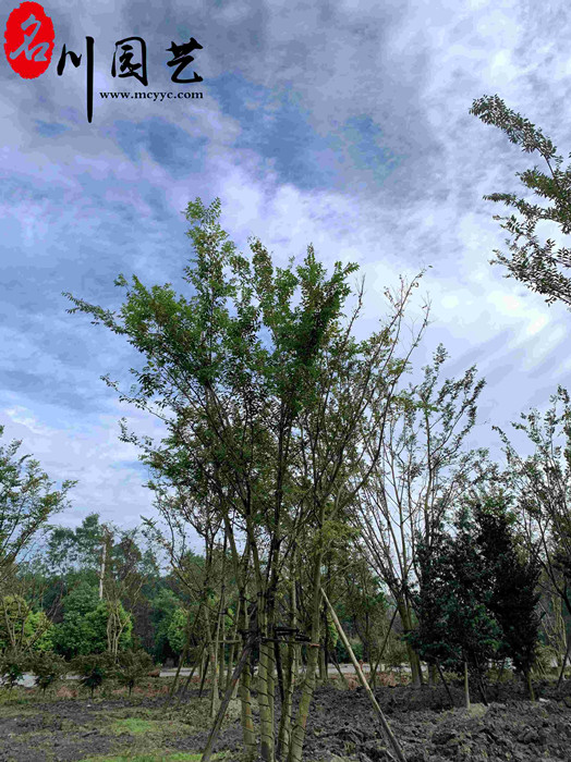 丛生朴树 高10米冠4~5米