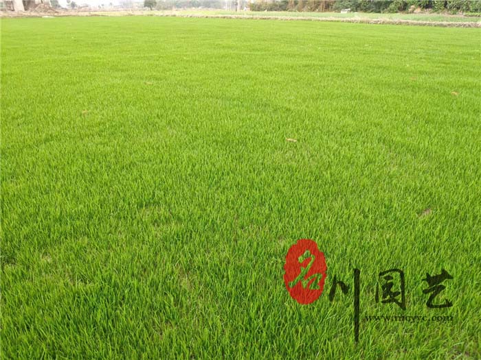 混播草坪
