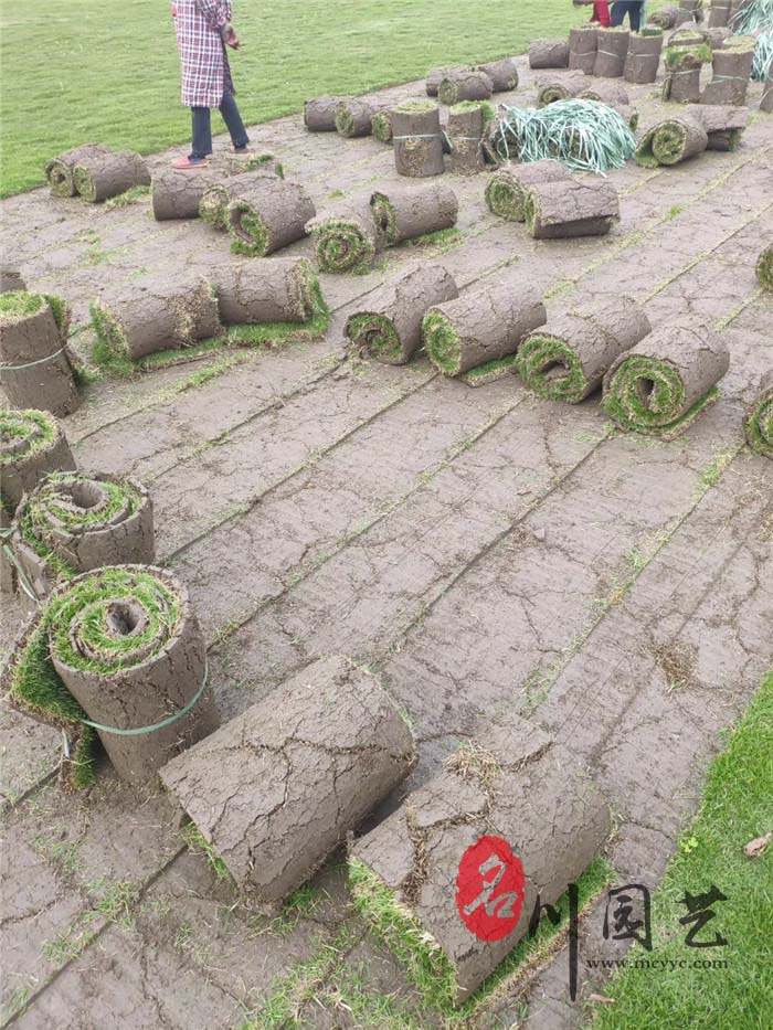 混播草坪