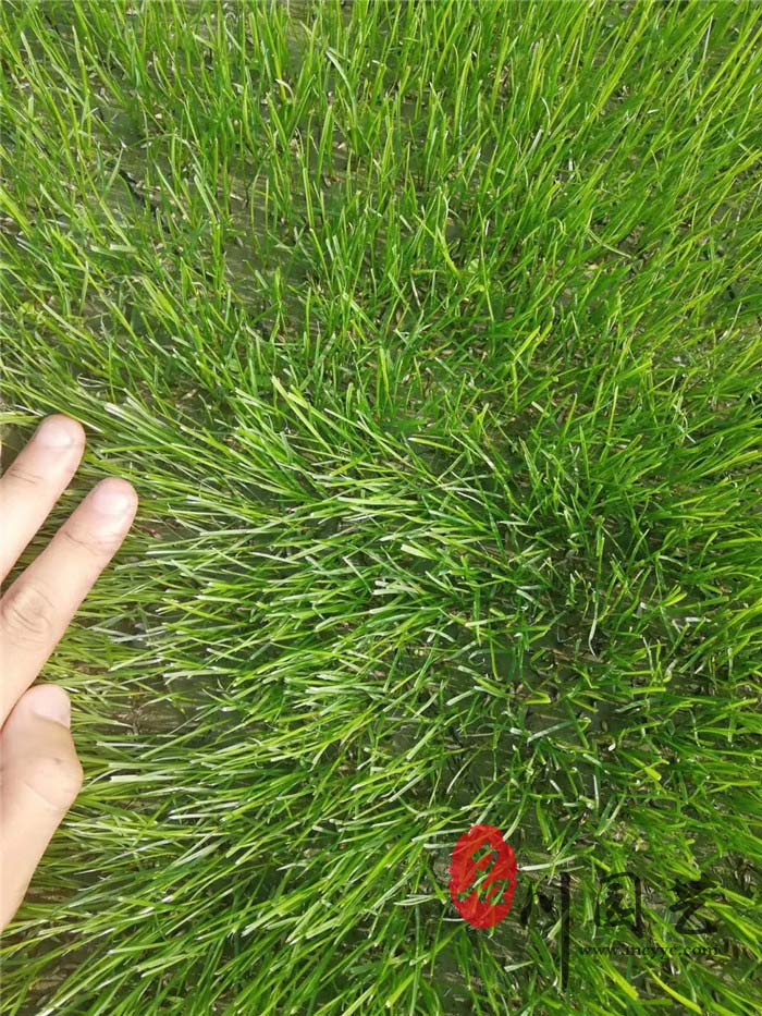 混播草坪