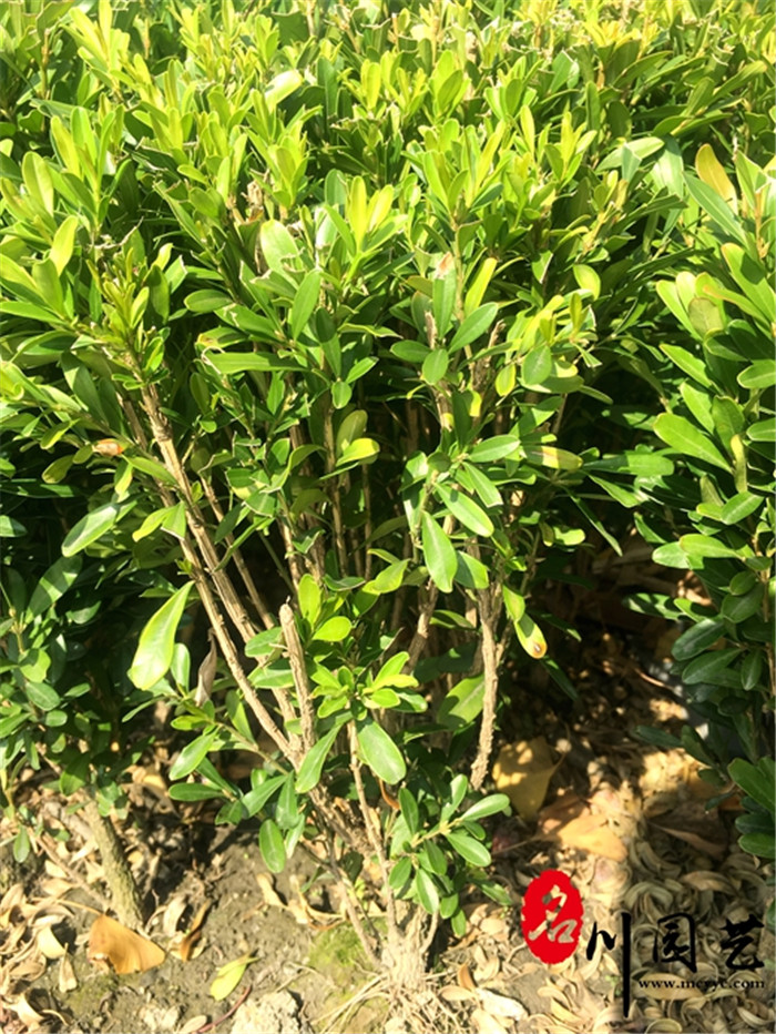 小叶黄杨