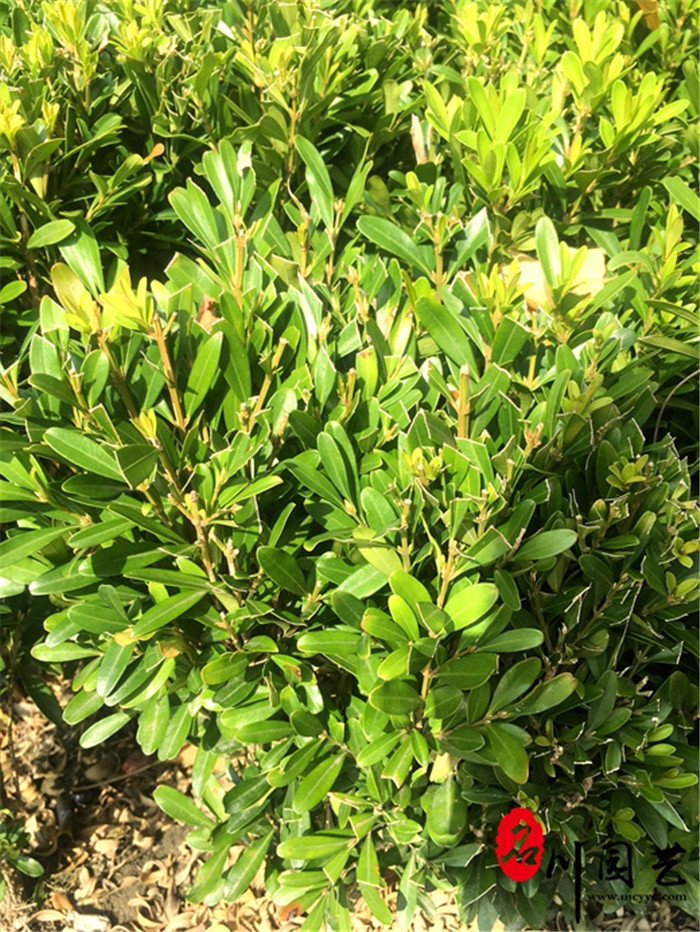 小叶黄杨