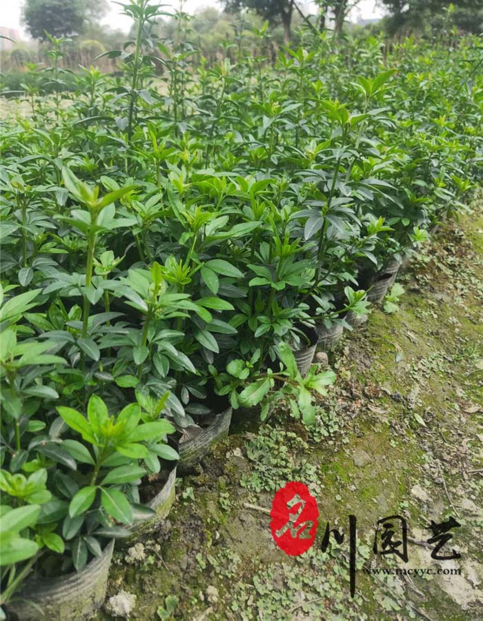 迎春