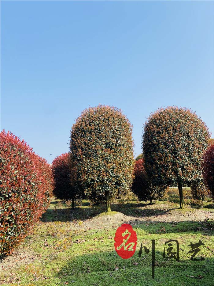 红叶石楠树