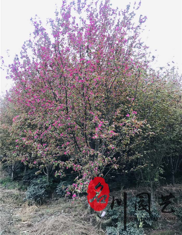 绚丽海棠