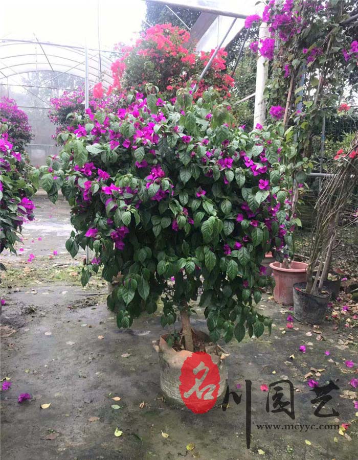 三角梅球