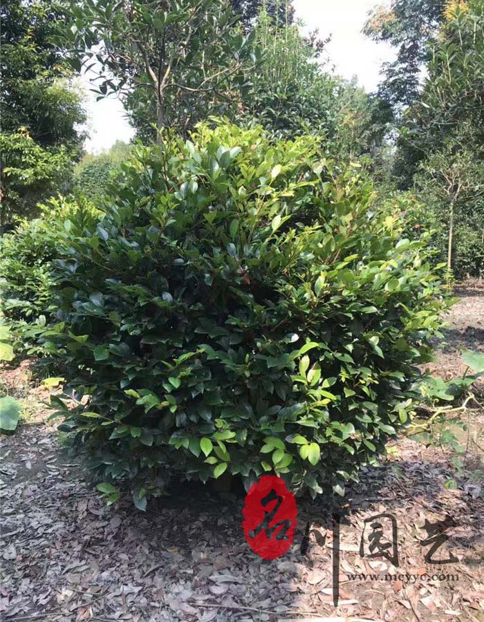 文母球