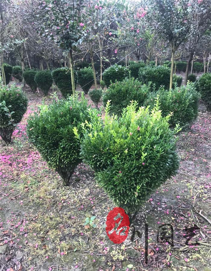 小叶黄杨球