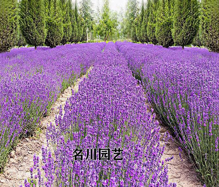 成都熏衣草价格_郫县熏衣草杯苗批发价_熏衣草普罗旺斯_郫县名川园艺场