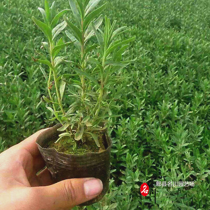 成都苗木批发