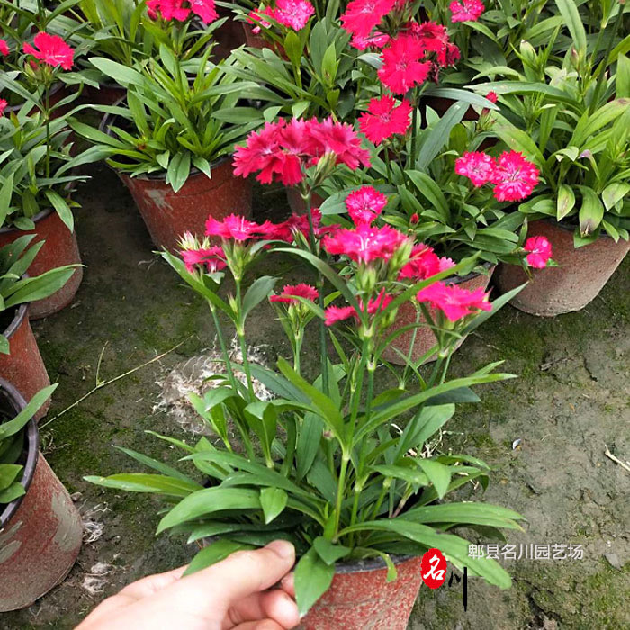 石竹花价格_中国石竹花基地_欧石竹花批发价_石竹花杯苗图片_郫县名川园艺场