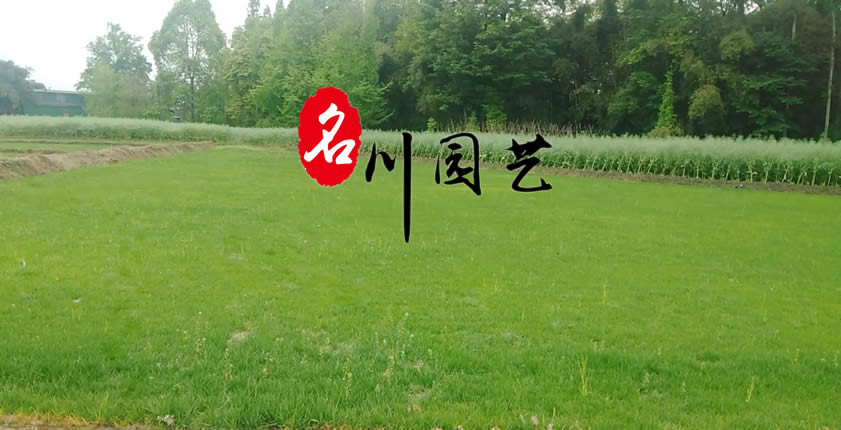郫县剪股颖草坪批发