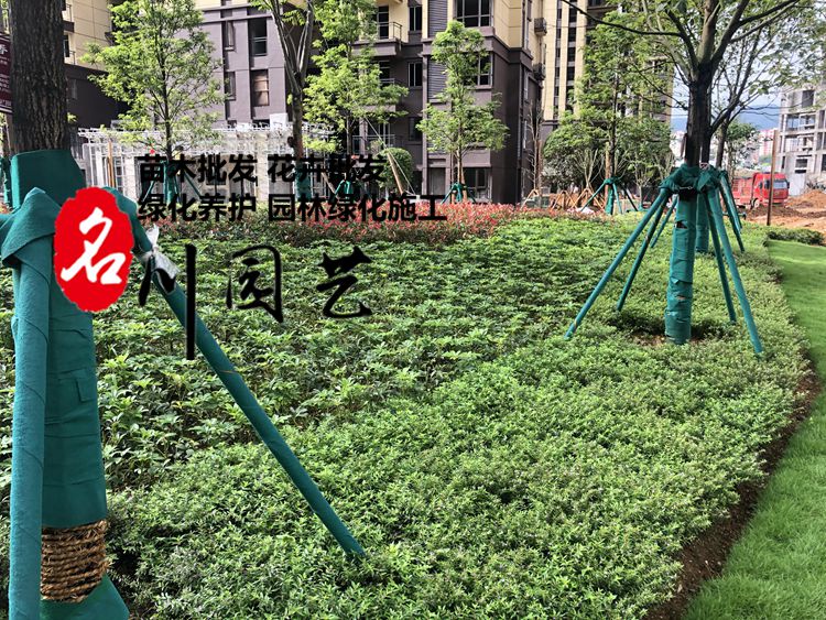 小区绿化养护