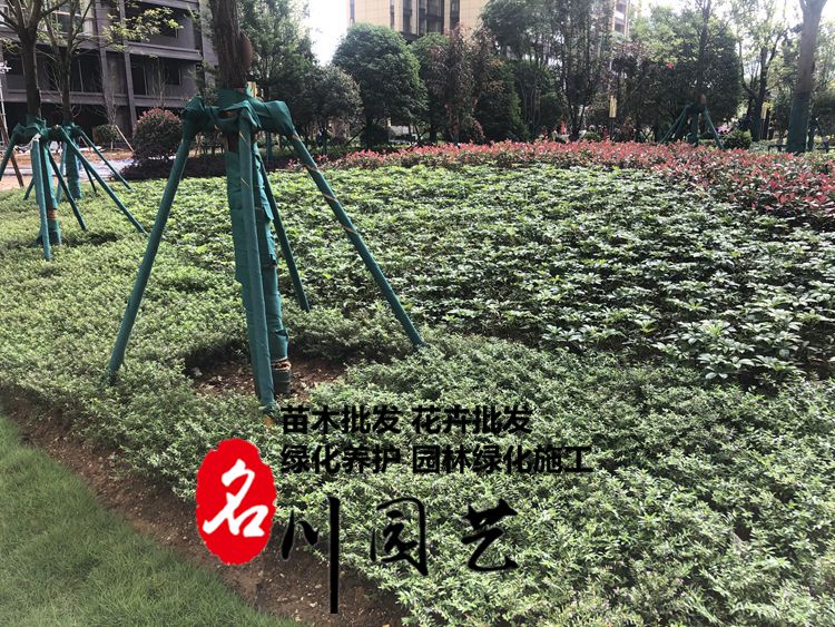 成都小区绿化养护