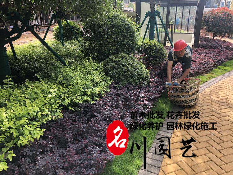 贵州小区绿化