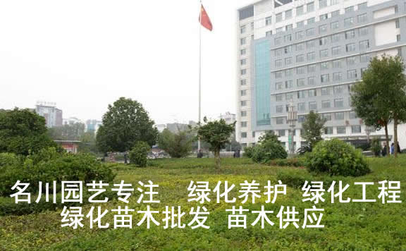 郫县医院绿化养护