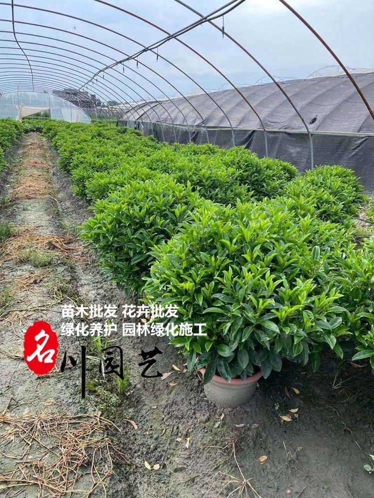 非洲茉莉