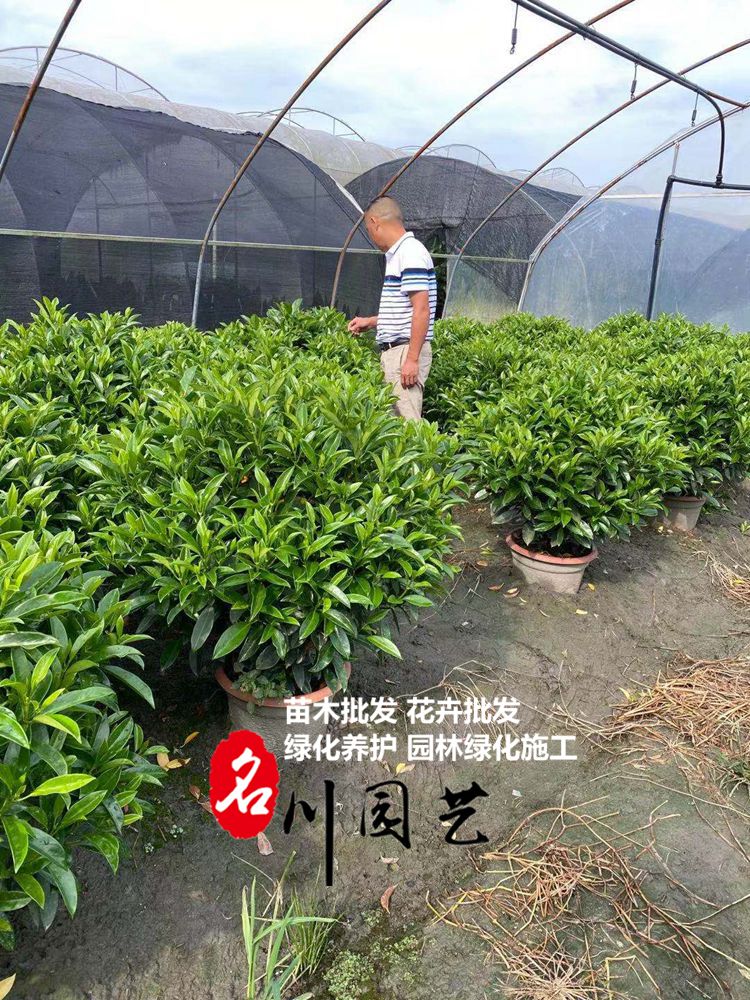 郫县非洲茉莉批发