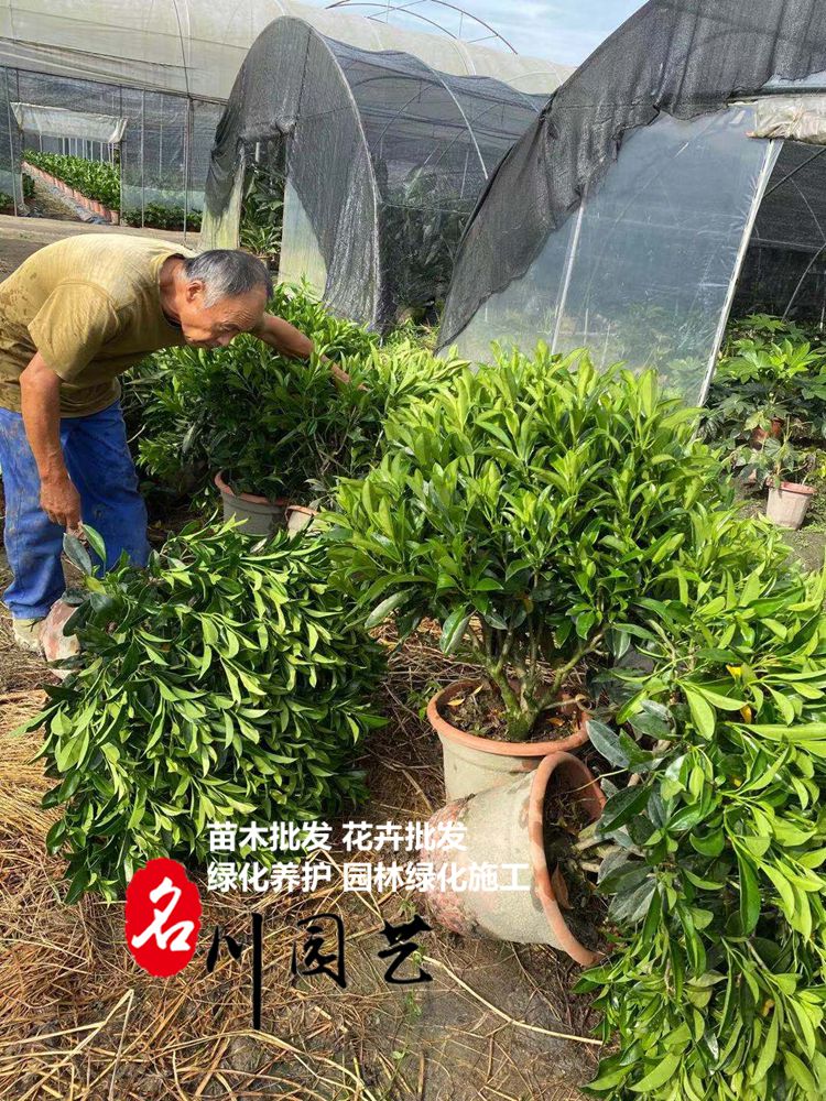 彭州非洲茉莉批发