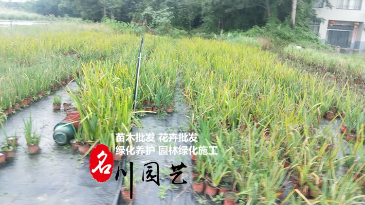 西伯利亚鸢尾基地供应