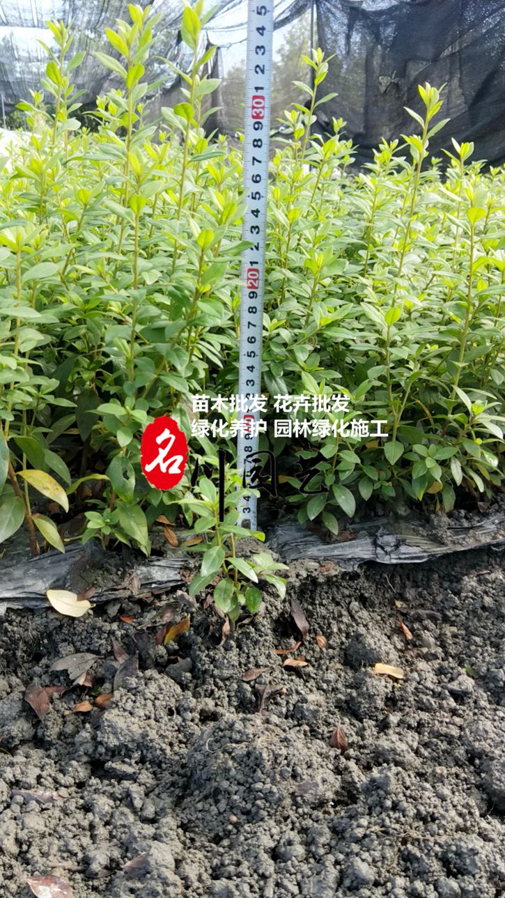 郫县毛鹃小苗批发