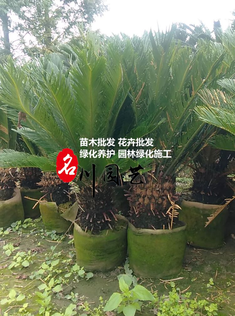 简阳铁树批发