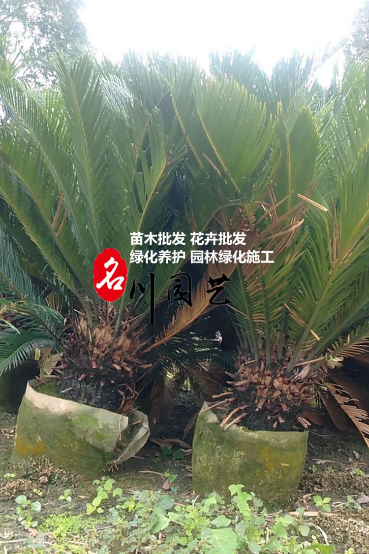 郫县铁树批发