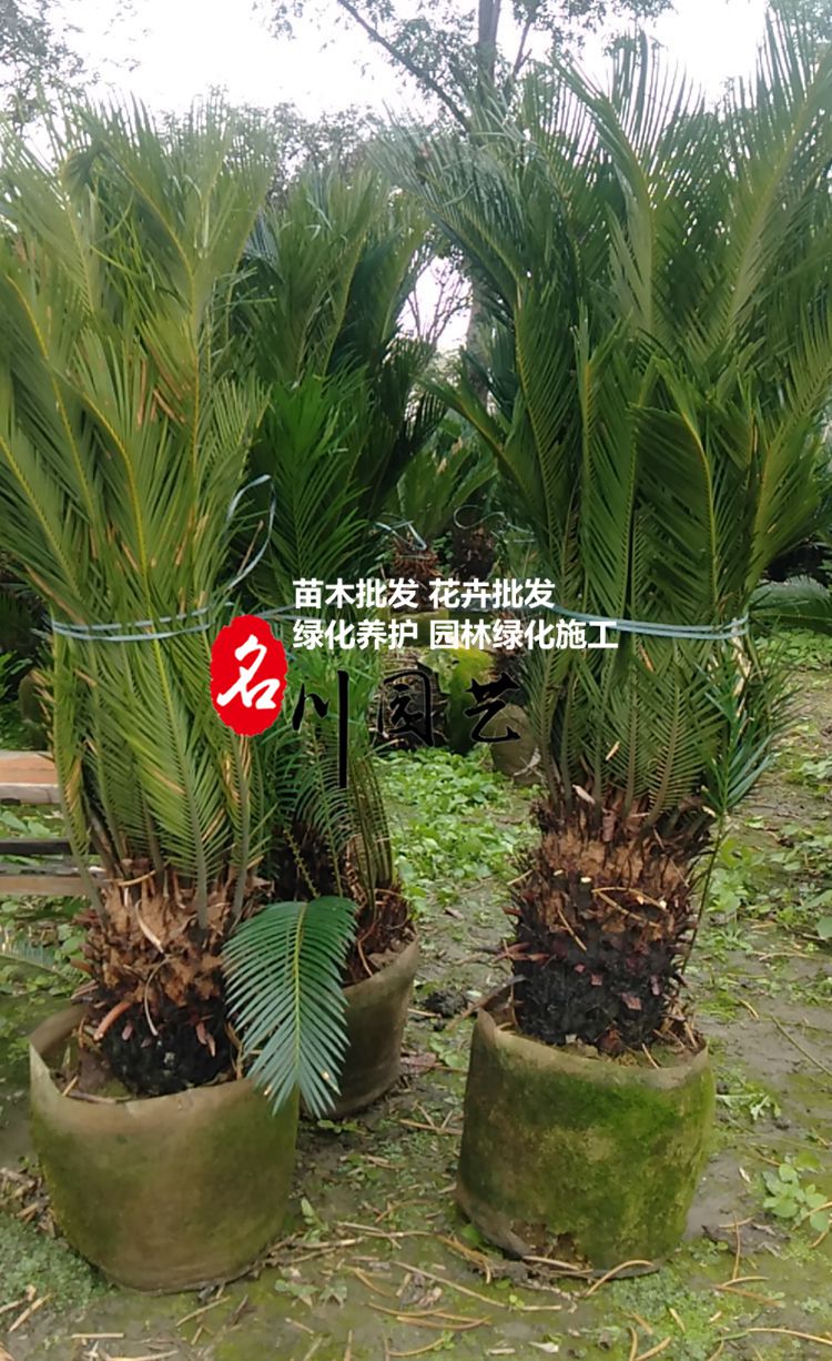 郫县铁树基地