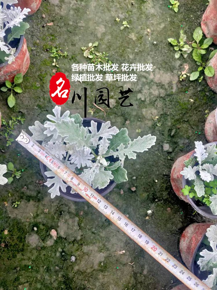 银叶菊基地
