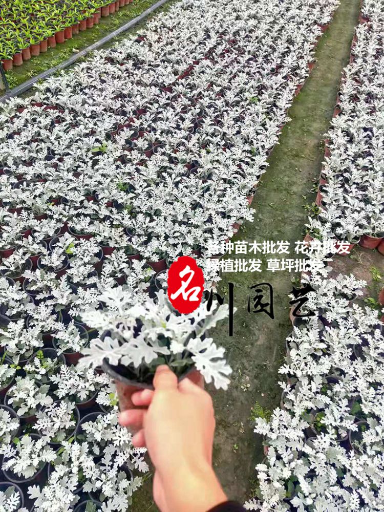 郫县银叶菊批发