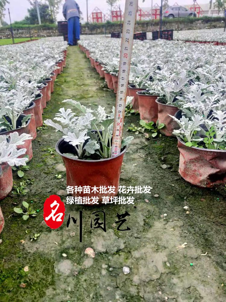 成都银叶菊批发