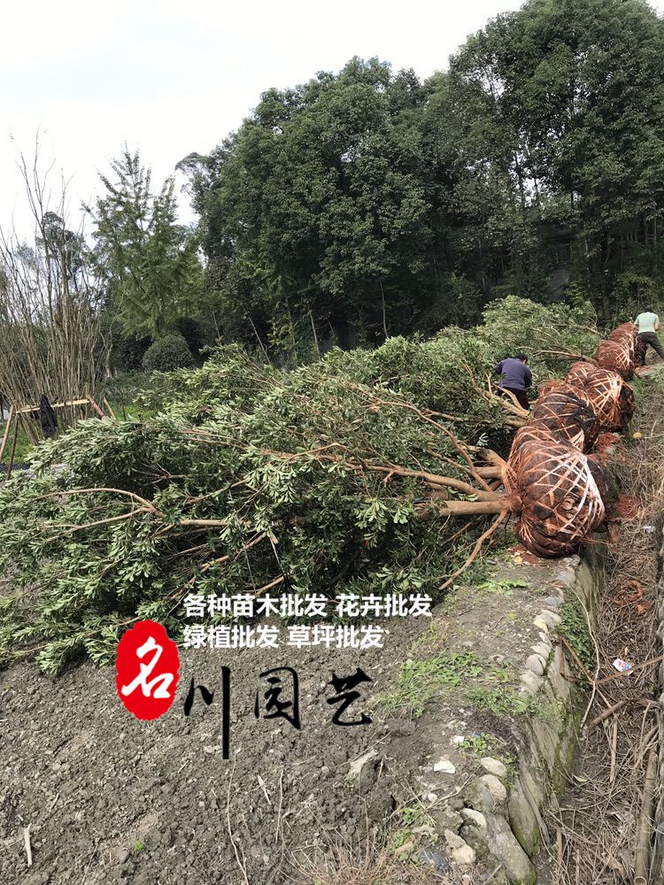 成都杨梅树批发