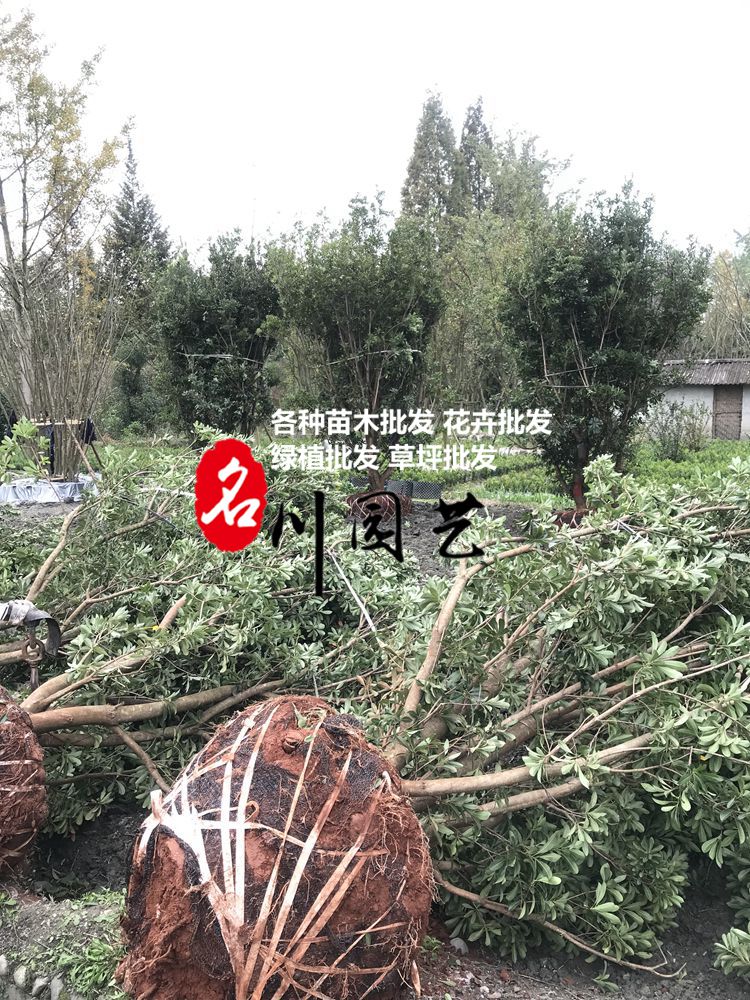成都杨梅树基地