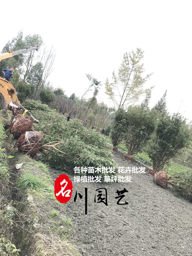 彭州杨梅树批发
