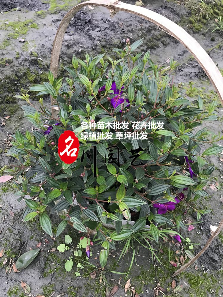 巴西野牡丹球批发