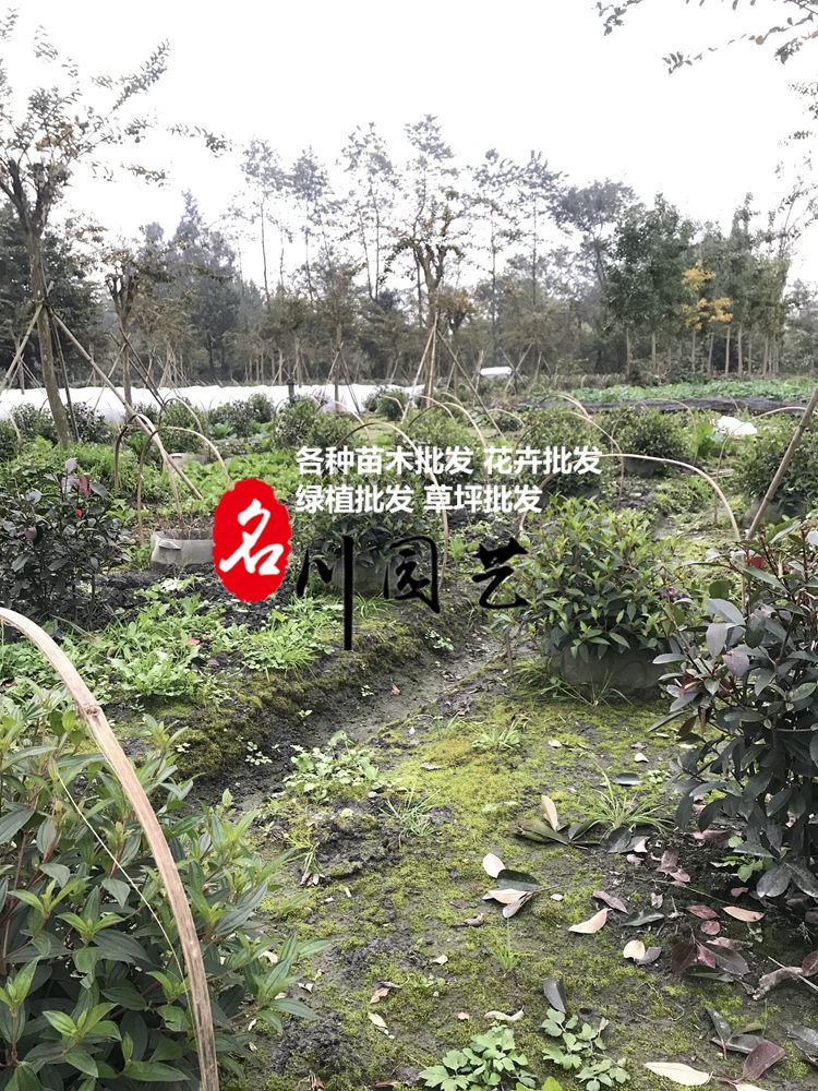巴西野牡丹球基地